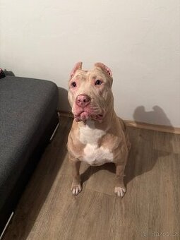 American bully xl