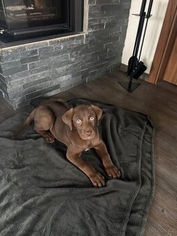 Výmarský ohař x Sibiřský husky