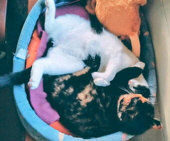 Dva malí sourozenci hledají společný domov