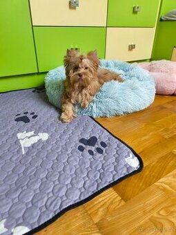 Zlatý jorkširsky teriér s pp