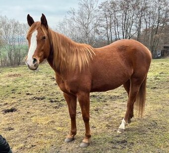 APH-American Paint horse