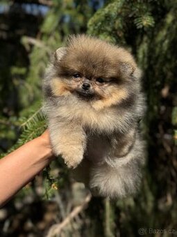 Pomeranian Super Mini fenečka PP FCI