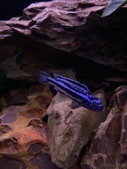 Akvarium s tlamovci a prislusenstvim