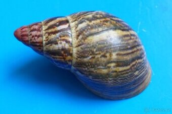 Achatina marginata saturalis