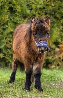 Mini pony hřebeček