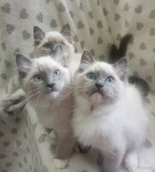 🐾 Čistokrevná Ragdoll koťátka s PP – ihned k odběru 🐾
