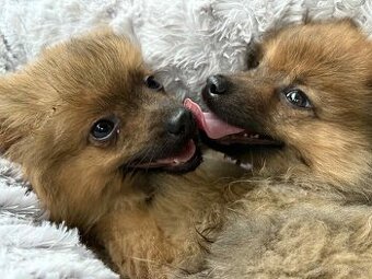 Oranžový Špic ( pomeranian )
