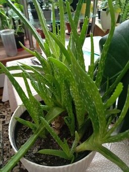 PRODÁNO Aloe Vera pravá lékařská