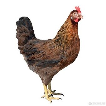 Leghorn, Dekalb White