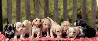 Čínský chocholatý pes