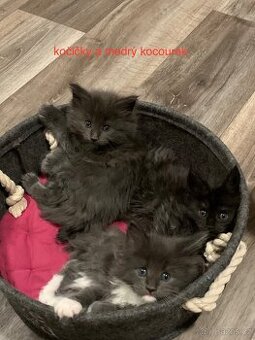 mainská mývalí koťata