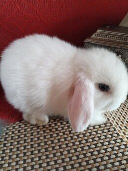 Uvolňuji z chovu samečka minilopa