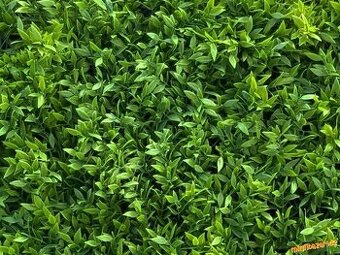 5 X sazenice Buxus