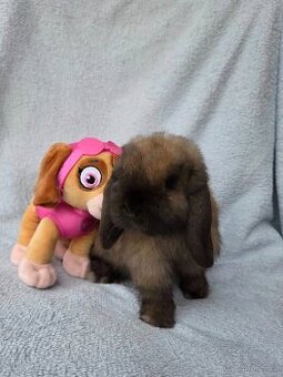 Mini beránek k odběru