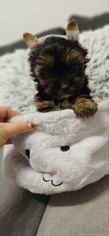 Yorkšírský teriér, jorkširský teriér štěňátka