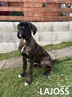 Nemecký boxer s PP (FCI) – šteniatka pripravené na odber