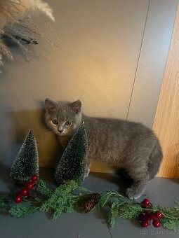 Britské modré koťátko