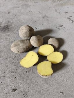 Prodej brambor Adela (DOVOZ DOHODOU)