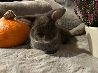 Minilop zakrslý kralíček - 1