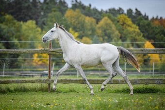 Perspektivní Lusitano klisna