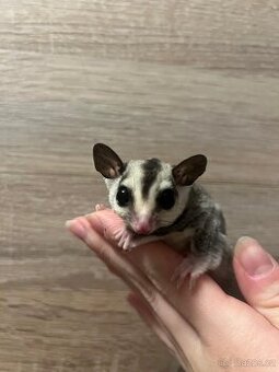 Vakoveverka létavà Samice