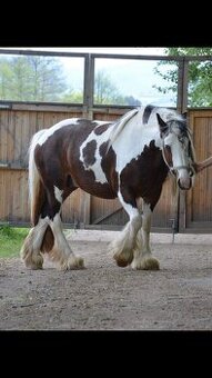 Irský cob kobylka na prodej