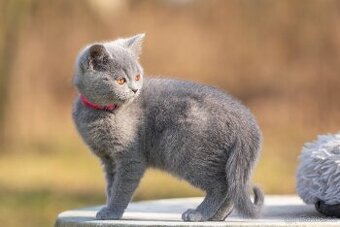 Britská koťata bez PP