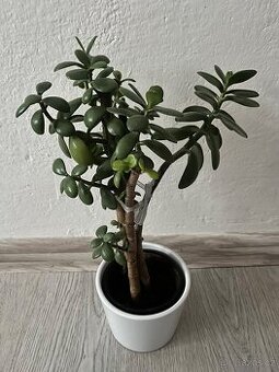 Pokojová rostlina - Tlustice 2