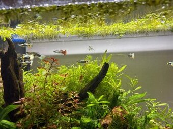 Daruji paví očka - potěr 30ks - spěchá