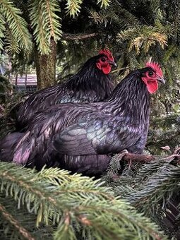 Australka velká černá