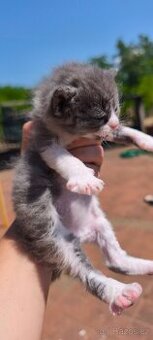 Ragdoll