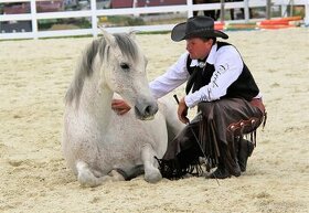 Prodám koně PRE ( andaluský kůň )