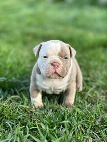 American bully - micro EXOTIC - 1