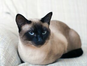 Ragdoll/ Thajská kočka/Siamská kočka