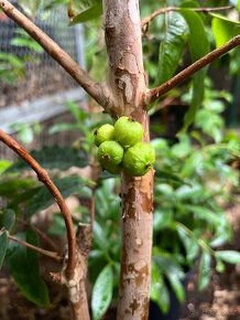 Jaboticaba - tropická plodonosná rostlina