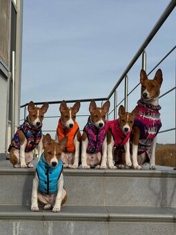 Basenji