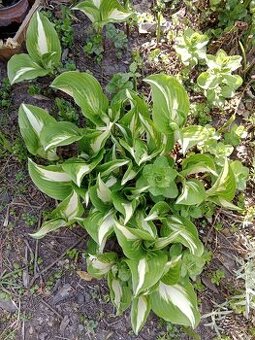 Bohyška/hosta