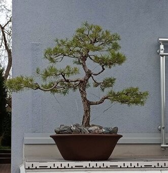 Borovice lesní (Pinus sylvestris) bonsai
