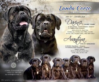 Cane Corso s PP