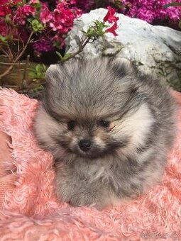 Pomeranian s p.p