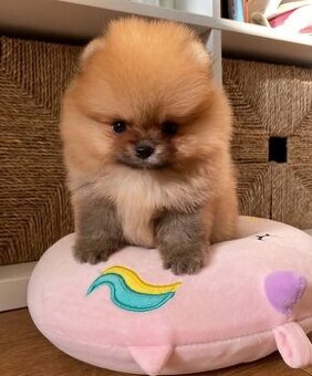 Pomeranian Boo