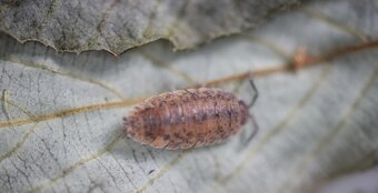 Armadillidium vulgare & Porcellio scaber - 1