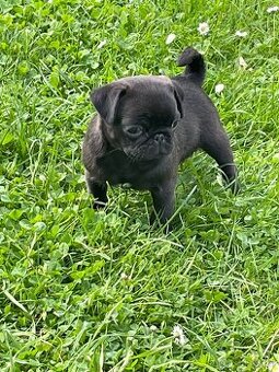 Mops
