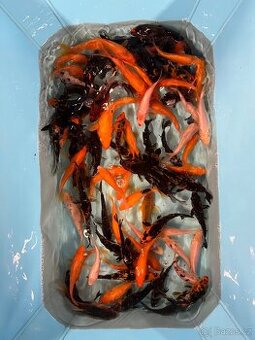 Koi kapr
