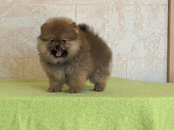 Pomeranian