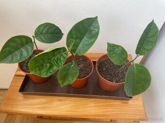 Chlebovník Jackfruit 2x
