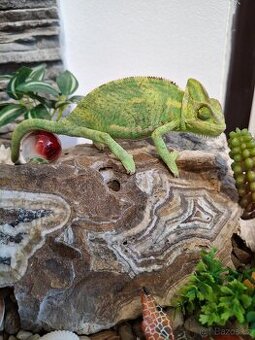chameleon jemenský