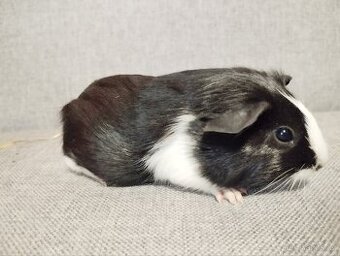 Chovatelská stanice Consuelo nabízí čistokrevná morčata