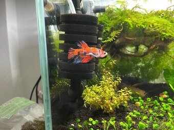Betta Koi