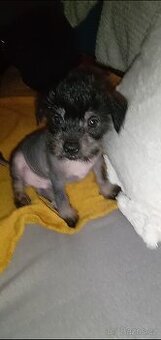 Čínský chocholatý pes štěně